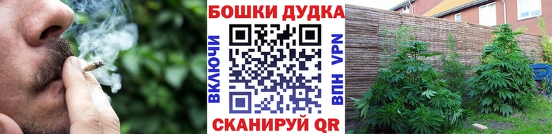 где найти Мураши Бошки Шишки сатива